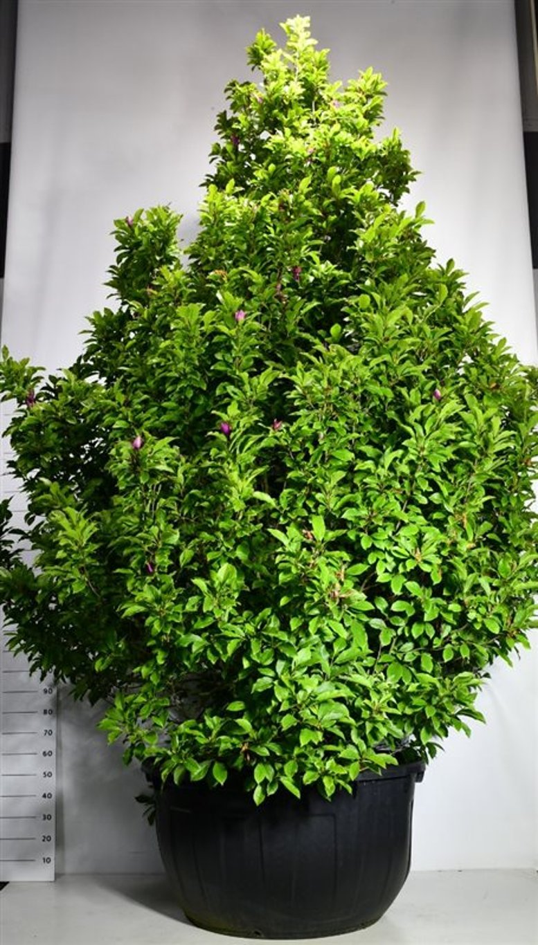 Magnolia 'Susan' - C500 350-400 CM